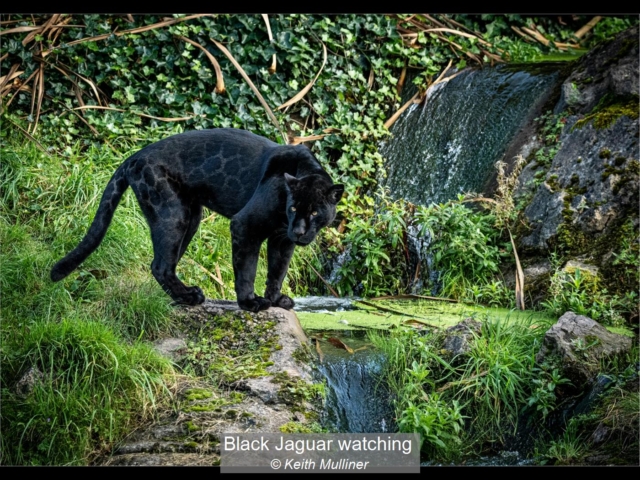 07_Black Jaguar watching_Keith Mulliner