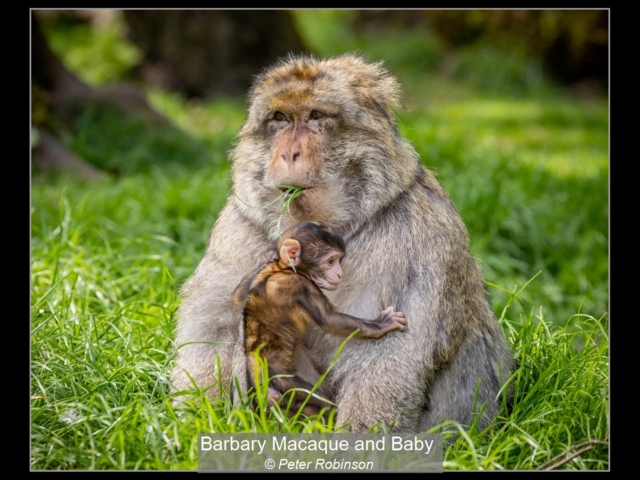 04_Barbary Macaque and Baby_Peter Robinson