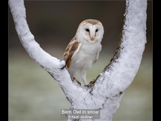 07_Barn Owl in snow_Keith Mulliner
