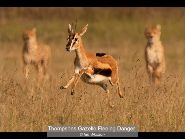 08_Thompsons Gazelle Fleeing Danger_Ian Whiston