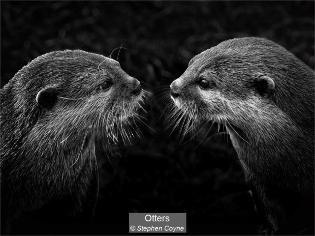 12_Otters_Stephen Coyne