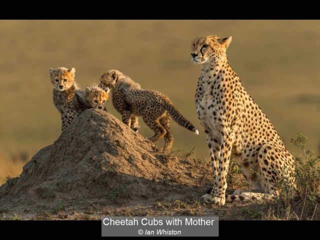 15_Cheetah Cubs with Mother_Ian Whiston