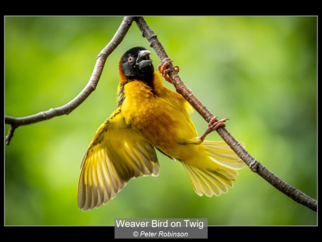 00_Weaver Bird on Twig_Peter Robinson