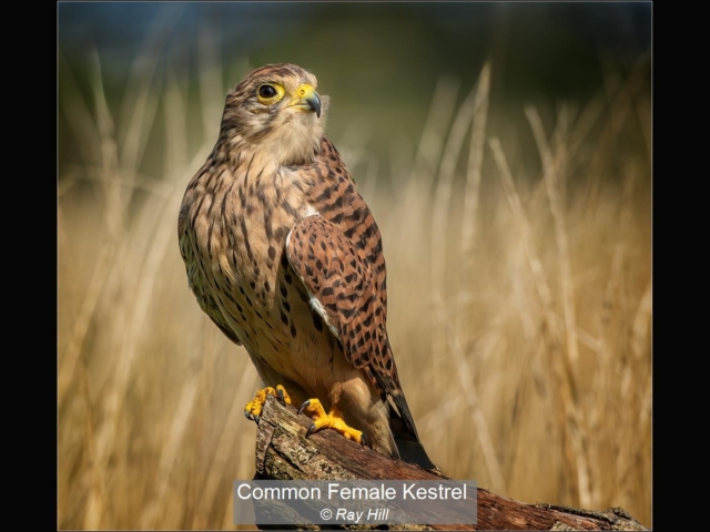 02_Common Female Kestrel_Ray Hill