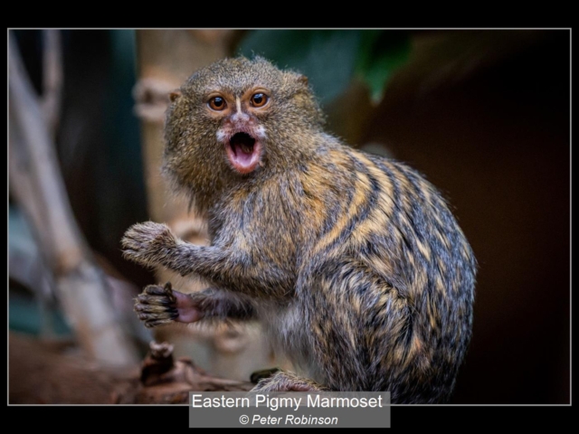 04_Eastern Pigmy Marmoset_Peter Robinson