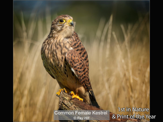 00_Common Female Kestrel_Ray Hill