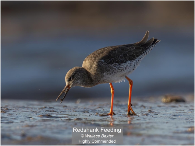 01_Redshank Feeding_Wallace Baxter