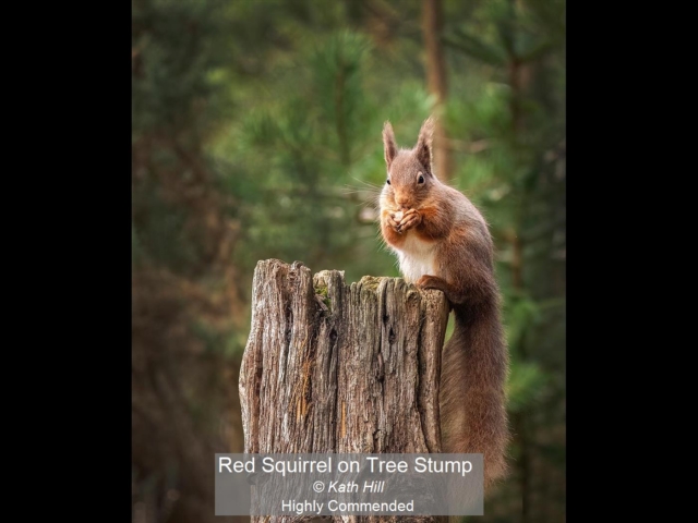 03_Red Squirrel on Tree Stump_Kath Hill