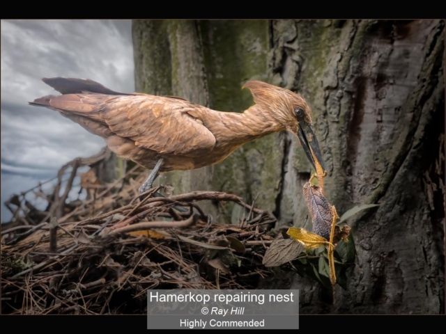 05_Hamerkop repairing nest_Ray Hill
