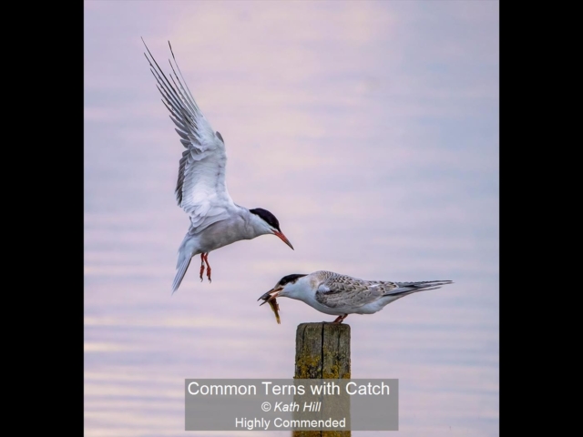 13_Common Terns with Catch_Kath Hill