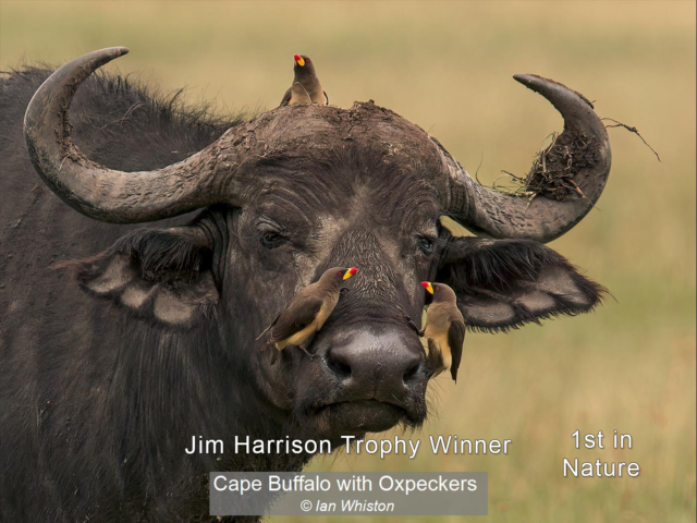 Cape Buffalo with Oxpeckers_Ian Whiston_(1st)_None