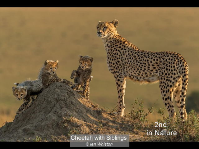 Cheetah with Siblings_Ian Whiston_(2nd)_None