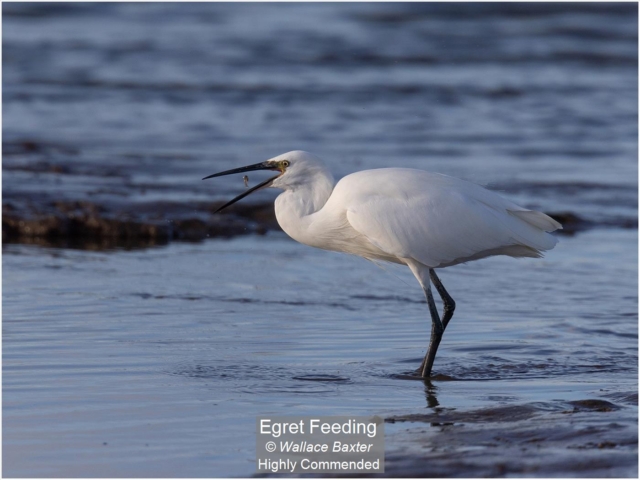 Egret Feeding_Wallace Baxter_(-)_HComm