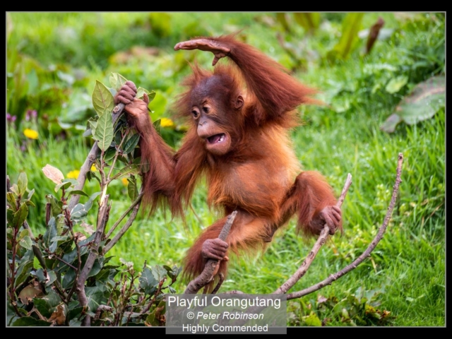 Playful Orangutang_Peter Robinson_(-)_HComm
