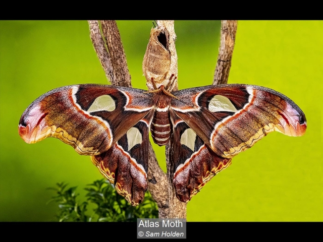 09_Atlas Moth_Sam Holden