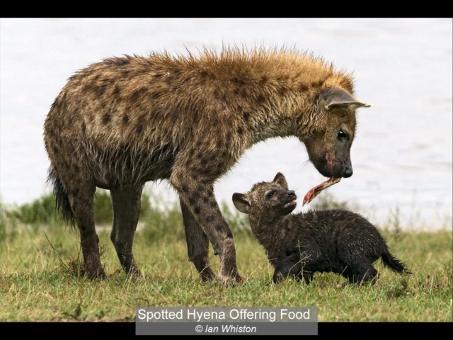 01_Spotted Hyena Offering Food_Ian Whiston