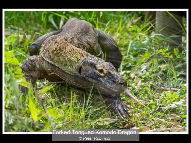 06_Forked Tongued Komodo Dragon_Peter Robinson – Copy