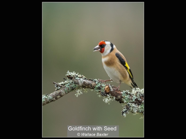 09_Goldfinch with Seed_Wallace Baxter – Copy