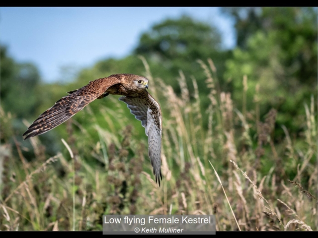 12_Low flying Female Kestrel_Keith Mulliner