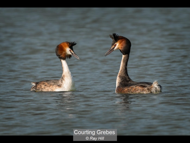 13_Courting Grebes_Ray Hill