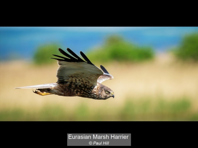 15_Eurasian Marsh Harrier_Paul Hill