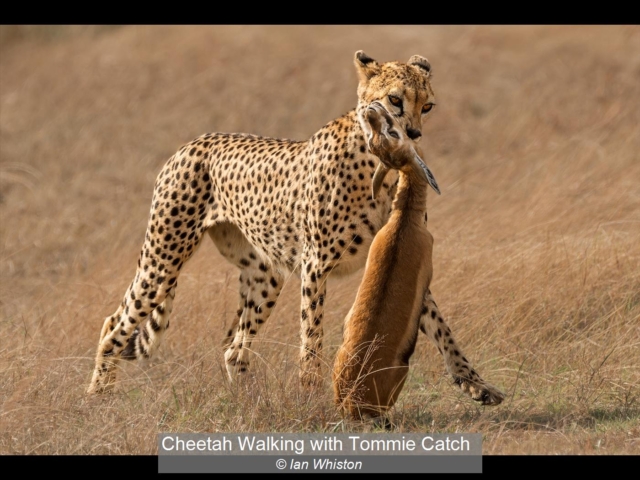 19_Cheetah Walking with Tommie Catch_Ian Whiston