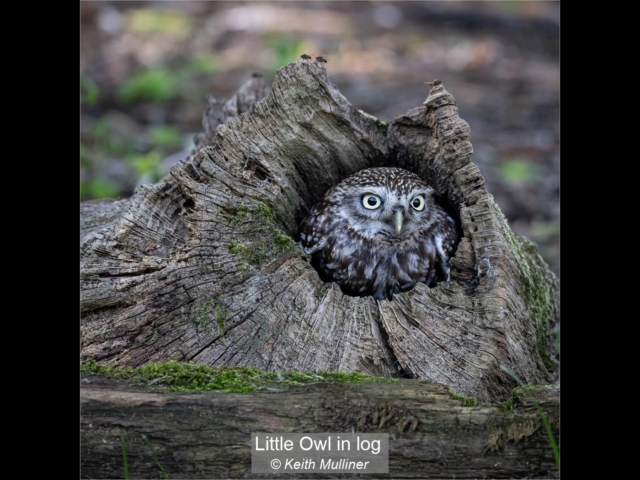 20_Little Owl in log_Keith Mulliner