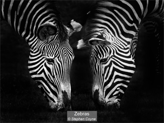 22_Zebras_Stephen Coyne