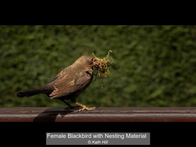 01_Female Blackbird with Nesting Material_Kath Hill