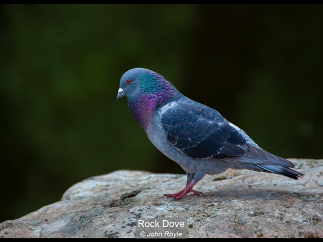 06_Rock Dove_John Royle