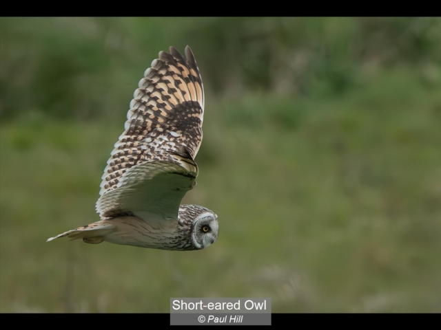 10_Short-eared Owl_Paul Hill
