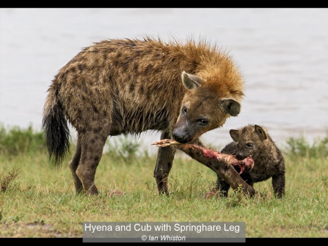 14_Hyena and Cub with Springhare Leg_Ian Whiston