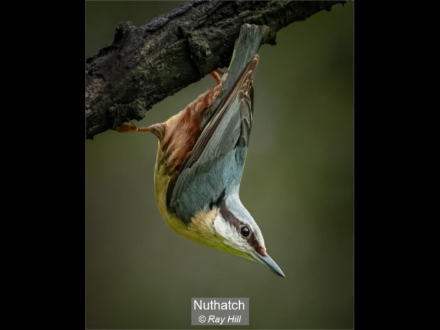 03_Nuthatch_Ray Hill
