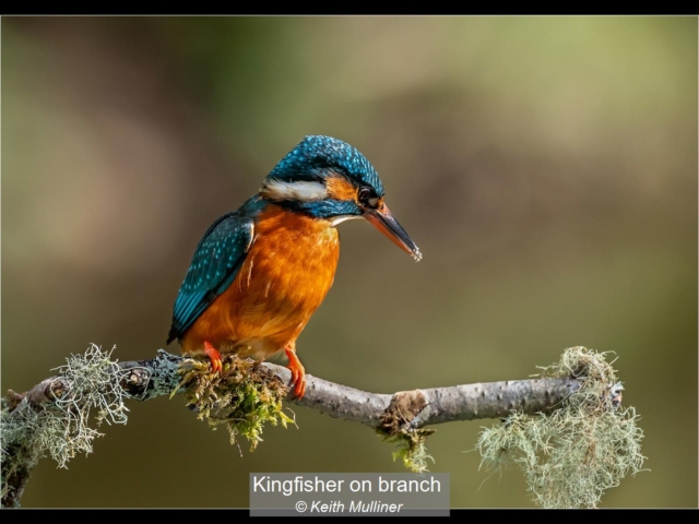 07_Kingfisher on branch_Keith Mulliner