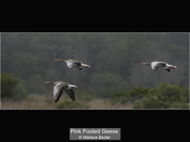 02_Pink Footed Geese_Wallace Baxter