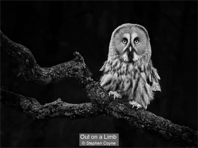 04_Out on a Limb_Stephen Coyne