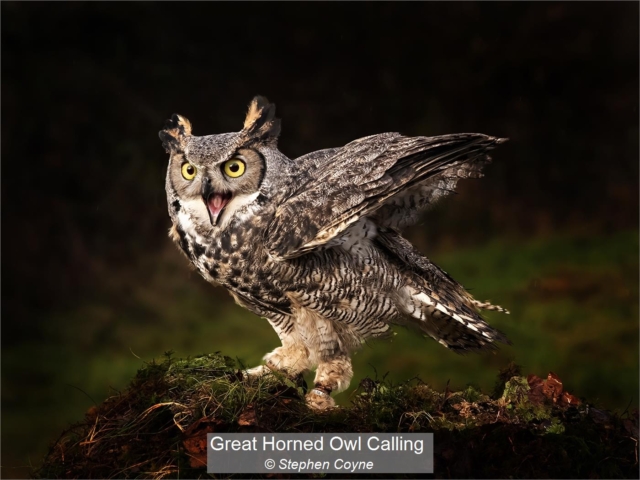 05_Great Horned Owl Calling_Stephen Coyne