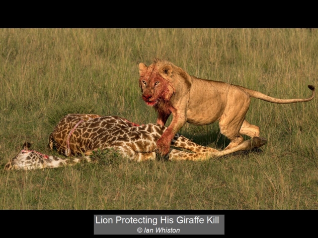 07_Lion Protecting His Giraffe Kill_Ian Whiston