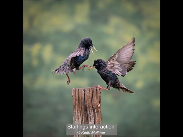 13_Starlings interaction_Keith Mulliner