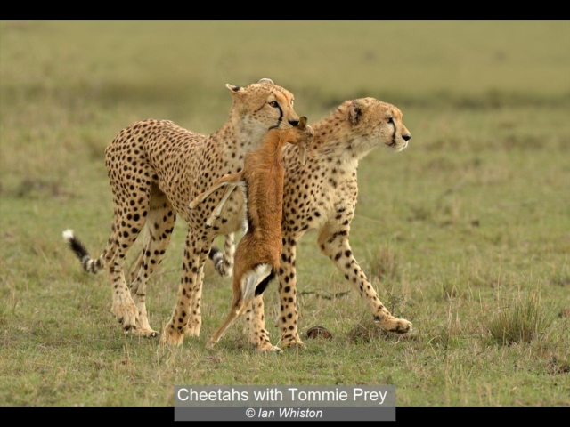 17_Cheetahs with Tommie Prey_Ian Whiston