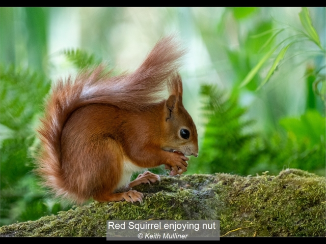 01_Red Squirrel enjoying nut_Keith Mulliner