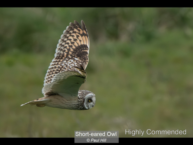 03_Short-eared Owl_Paul Hill