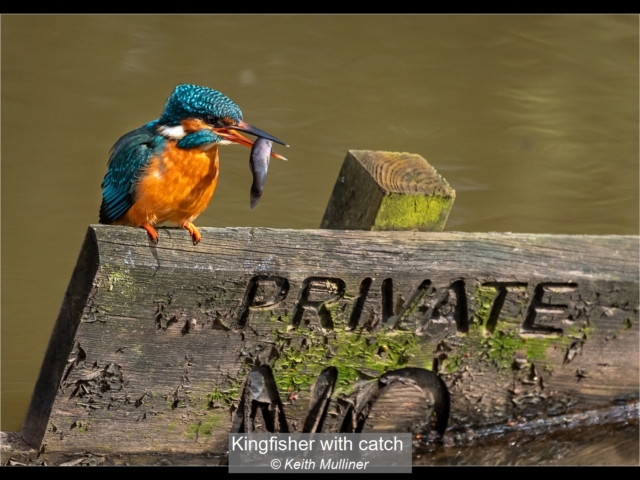 06_Kingfisher with catch_Keith Mulliner