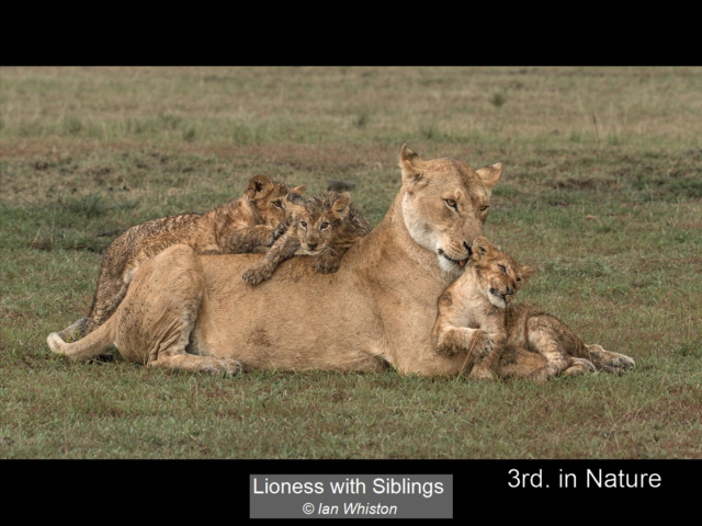 06_Lioness with Siblings_Ian Whiston
