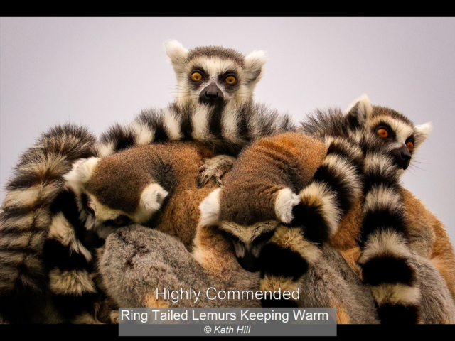 07_Ring Tailed Lemurs Keeping Warm_Kath Hill