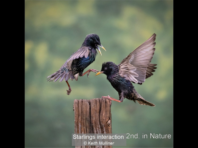 09_Starlings interaction_Keith Mulliner