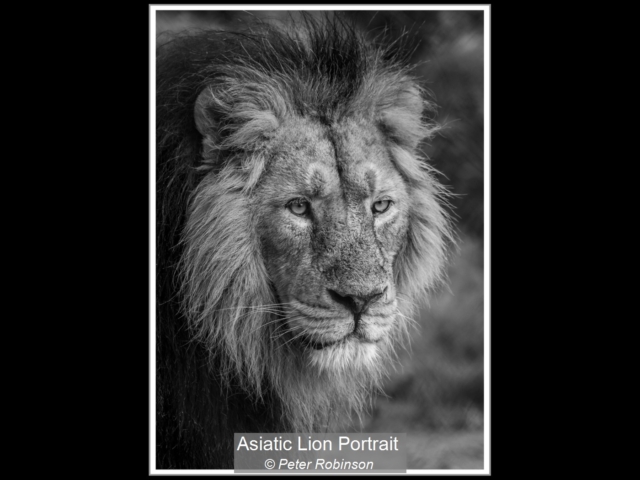 0_Asiatic Lion Portrait_Peter Robinson