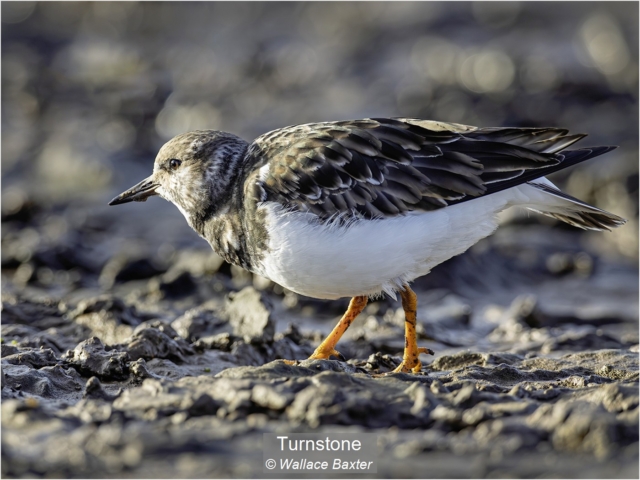 10_Turnstone_Wallace Baxter