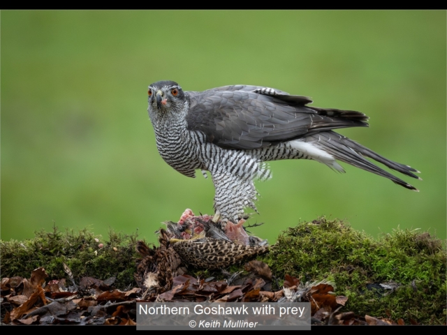 11_Northern Goshawk with prey_Keith Mulliner