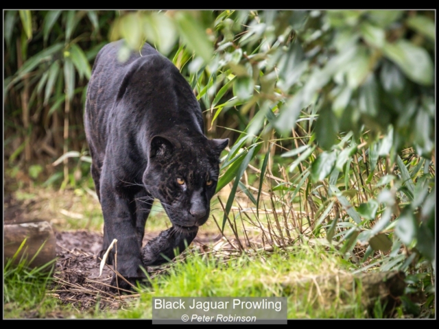 12_Black Jaguar Prowling_Peter Robinson